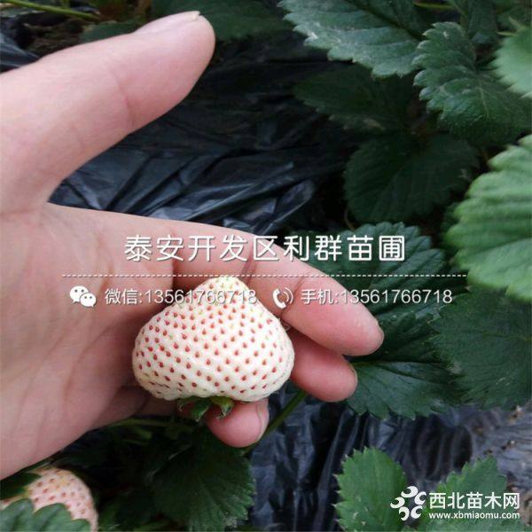 草莓苗 草莓苗出售 草莓苗价格