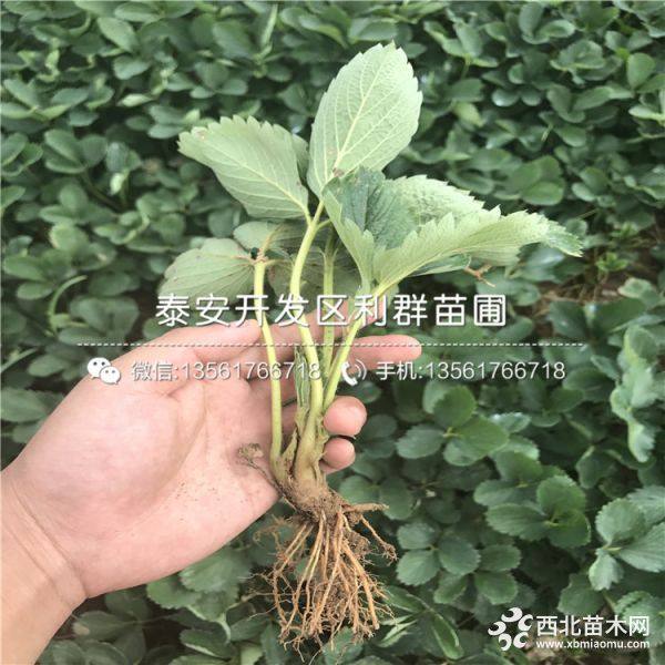 草莓苗批发 草莓苗基地 2019年草莓苗价格