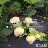 草莓苗哪里有賣 草莓苗多少錢(qián)一棵、