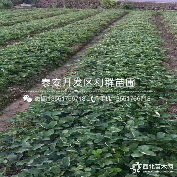 牛奶草莓苗、牛奶草莓苗基地