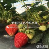 章姬草莓苗 山东章姬草莓苗 章姬草莓苗价格、