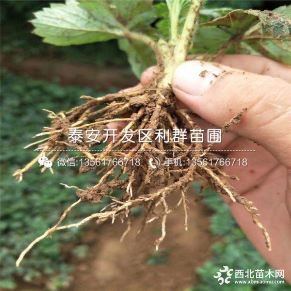 雪里香草莓苗、雪里香草莓苗价格、雪里香草莓苗基地