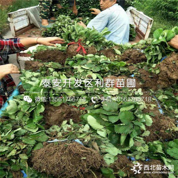 白草莓苗、白草莓苗基地