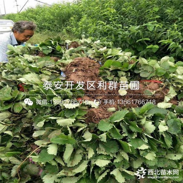 白草莓苗、白草莓苗基地