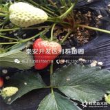 菠萝莓草莓苗、菠萝莓草莓苗价格多少