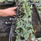 我想买草莓苗、草莓苗什么品种好、草莓苗价格多少