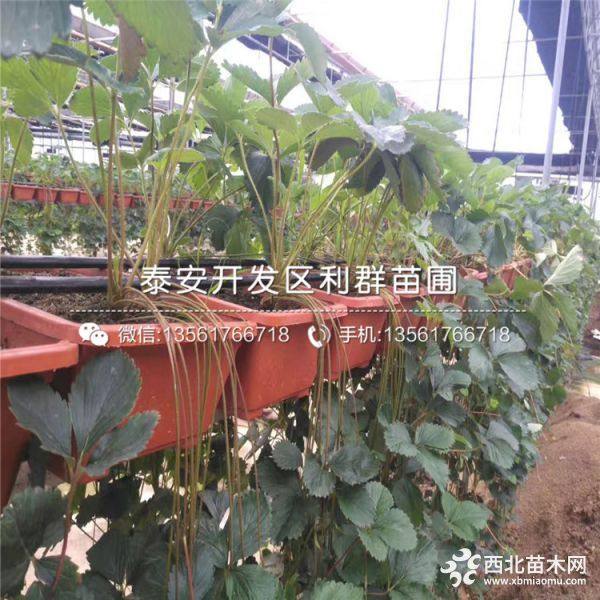 甜寶草莓苗、甜寶草莓苗基地