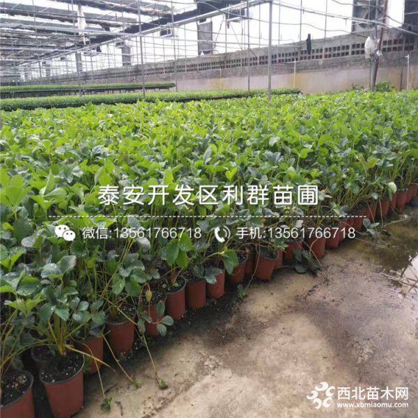 甜查理草莓苗价格 甜查理草莓苗多少钱一棵