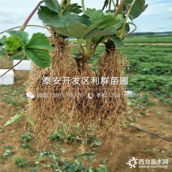 草莓苗 草莓苗多少錢 2019年草莓苗價格