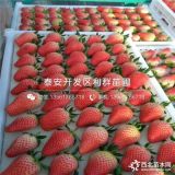 云南蒙特瑞草莓苗、蒙特瑞草莓苗价格、蒙特瑞草莓苗基地