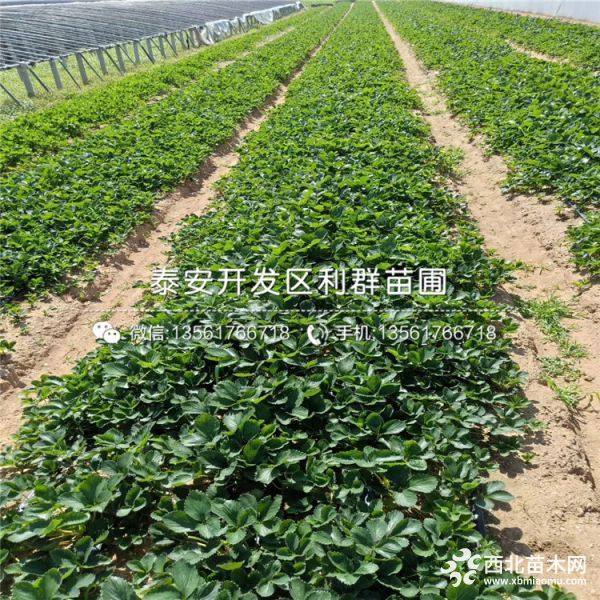 云南蒙特瑞草莓苗、蒙特瑞草莓苗价格、蒙特瑞草莓苗基地