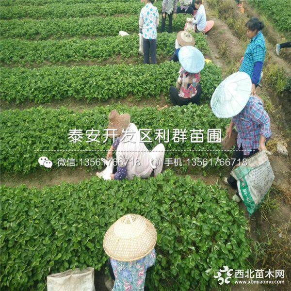 广东草莓苗、广东草莓苗新品种、广东草莓苗价格多少