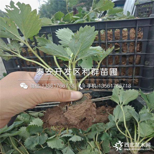 山东草莓苗 草莓苗价格 草莓苗基地