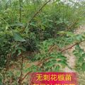 1-2年生無刺花椒苗 遠(yuǎn)銷山西 陜西河南河北等地