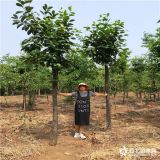 玉妃桃樹(shù)苗哪里有,紅蟠桃樹(shù)苗多少錢賣,口感好的桃子推薦