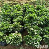 基地直销牛奶草莓苗  草莓苗价格   哪里便宜