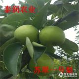 2019年提供秋月梨樹(shù)苗純度高