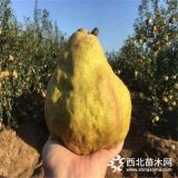 2019年提供奧紅二號梨樹苗種植技術(shù)