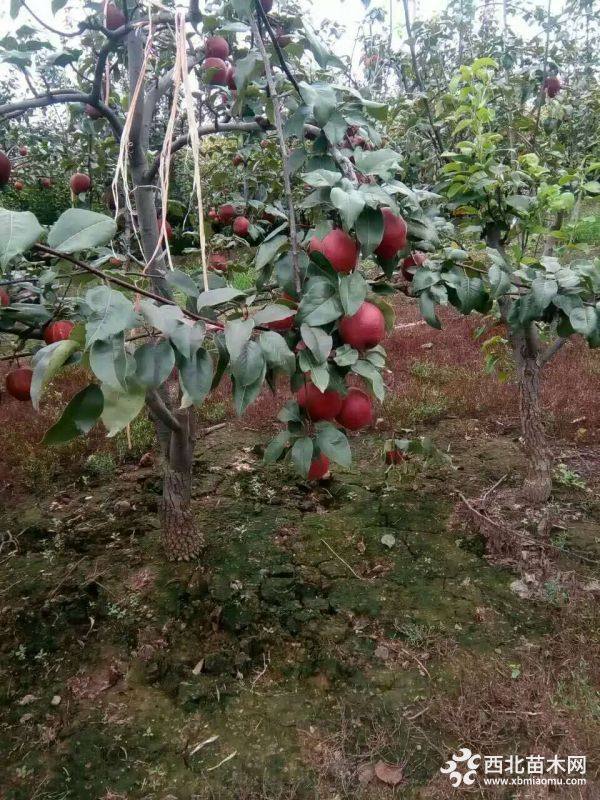 全紅梨樹苗