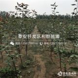 水晶梨树苗批发价格、水晶梨树苗多少钱一棵