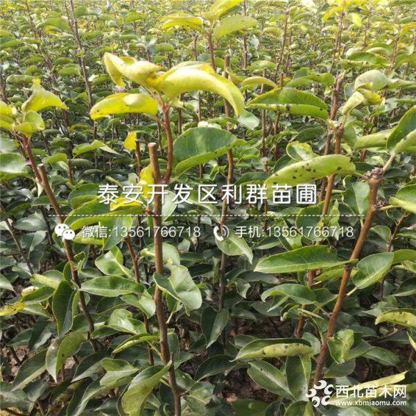 玉露香梨树苗、玉露香梨树苗价格、玉露香梨树苗基地