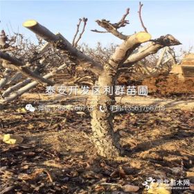 八月红梨树苗、八月红梨树苗价格、八月红梨树苗基地