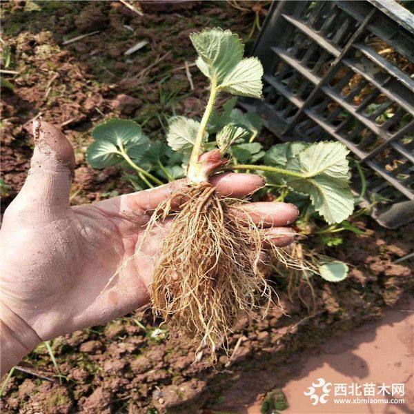 牛奶草莓苗、牛奶草莓苗、牛奶草莓苗出售