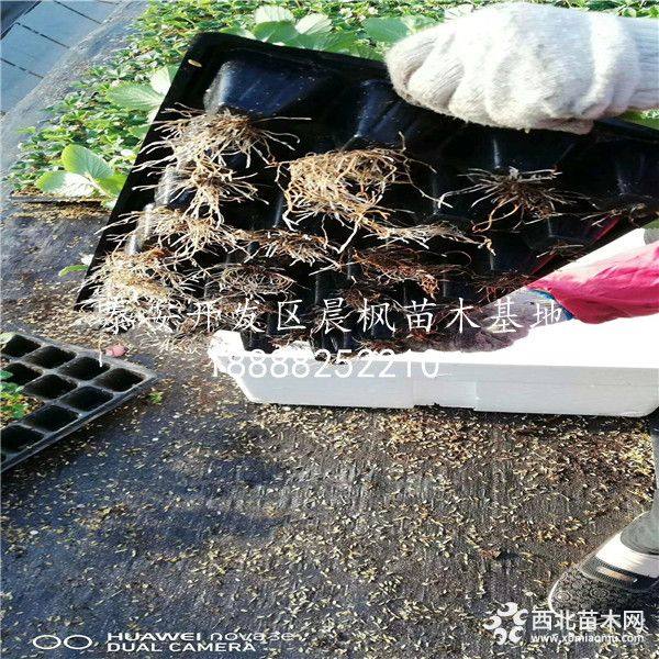 草莓苗、草莓苗批发基地、草莓苗批发价格