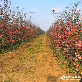 烟富8号苹果树苗今年、烟富8号苹果树苗出售供应