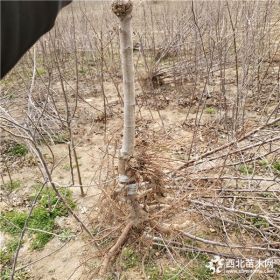 红玫瑰苹果树苗、红玫瑰苹果树苗价格