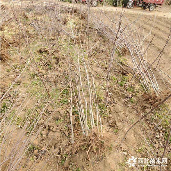 望山红苹果树苗哪里有卖、望山红苹果树苗价格多少钱