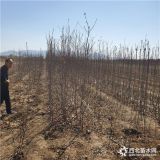 中秋王苹果树苗价格多少钱、中秋王苹果树苗批发基地