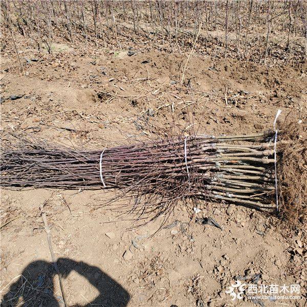 中秋王苹果树苗价格多少钱、中秋王苹果树苗批发基地