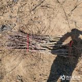 红之梦苹果树苗、红之梦苹果树苗价格