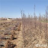 烟富6号苹果树苗价格、烟富6号苹果树苗品种介绍