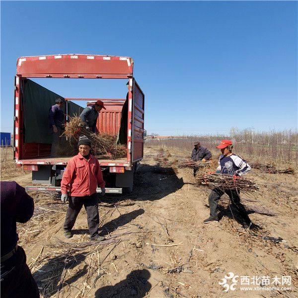 烟富6号苹果树苗价格、烟富6号苹果树苗品种介绍