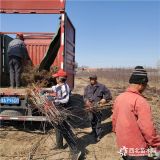 华硕苹果树苗价格是多少、华硕苹果树苗批发基地