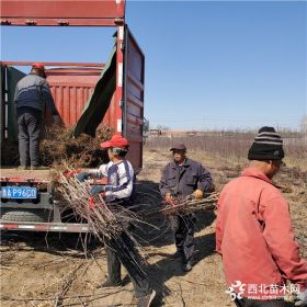 华硕苹果树苗价格是多少、华硕苹果树苗批发基地