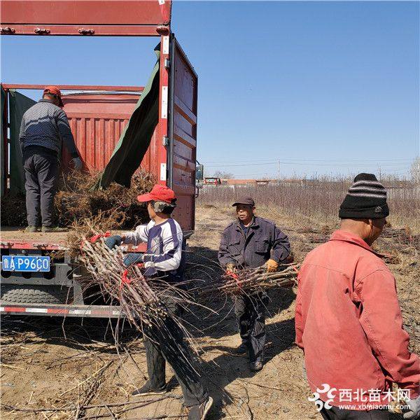 华硕苹果树苗价格是多少、华硕苹果树苗批发基地