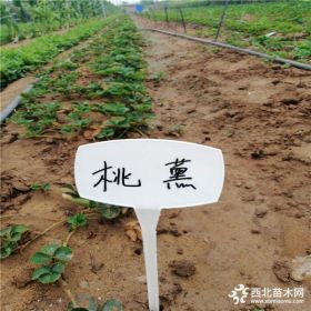 桃熏草莓苗價格  桃熏草莓苗基地