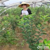 春雪桃苗哪里有卖的,36-5油蟠桃树苗报价,哪片有桃苗出售