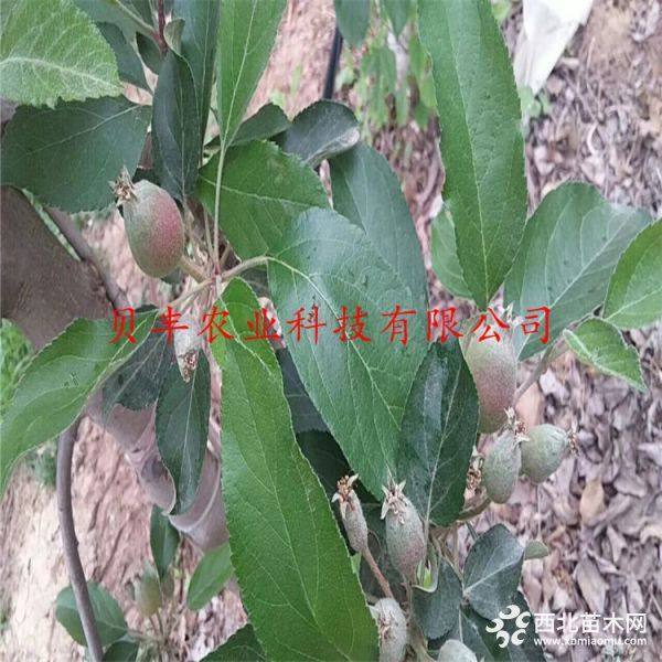 鲁丽苹果树苗