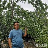 太陽神李子苗種植技術(shù)李子樹苗種植株行距