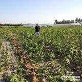 1年生日本紫无花果树苗基地直销