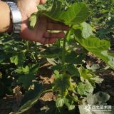 1年生华丽无花果树苗多少钱一棵