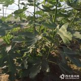 1年生白马赛无花果树苗如何管理