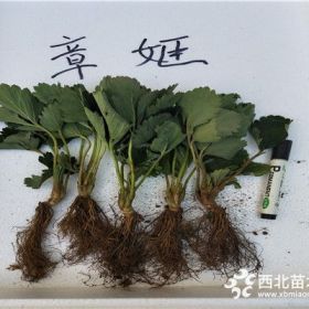 紅袖添香草莓苗行情價(jià)格、紅袖添香草莓苗價(jià)格