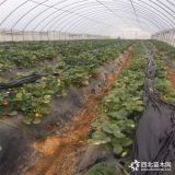 新品种草莓苗 草莓苗基地 草莓苗多少钱一棵