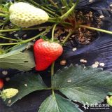 紅顏草莓苗 紅顏草莓苗價(jià)格