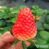 紅顏草莓苗價(jià)格 紅顏草莓苗多少錢(qián)一棵